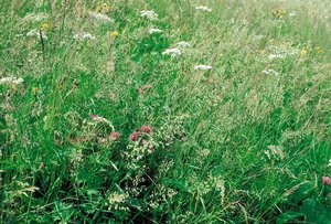 Prairie à avoine jaunâtre, riche d’avoine jaunâtre, présence de cerfeuil des prés | © Agroscope