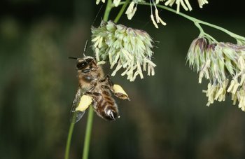 Knaulgras. Honigbiene beim Pollensammeln | © e-pics A.Krebs