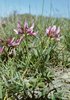 Trifoglio alpino - Trifolium alpinum | © e-pics M. Baltisberger