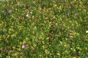 Prairie à fromental, fauchée tradivement de manière régulière, présence de rhinanthe velu | © W.Dietl