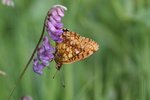 Vogelwicke - Vicia cracca. Violetter Silberfalter - Brenthis ino |  © e-pics A.Krebs
