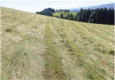 Futterablage zweier Mähwerke: Doppelmesserbalken (links), rotierendes Mähwerk (rechts) | © edition-lmz, M.Kern