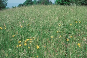 3 sfalci all’anno e letame maturo: prato a erba altissima | © Agroscope