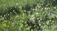 Bergklee - Trifolium montanum. An Waldsaum | © e-pics A.Krebs