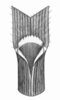 Aufrechte Trespe - Bromus erectus. Halmblatt: Blatthäutchen 1-2 mm | © AGFF