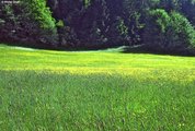Prairie à vulpin des prés au printemps. En arrière-plan une prairie avec renoncule acre | © W.Dietl