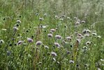 Feld-Witwenblume - Knautia arvensis. In wenig intensiv bewirtschaftetem Bestand | © e-pics A.Krebs
