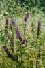 Zottelwicke - Vicia villosa |  © e-pics A.Krebs