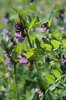 Veccia silvana - Vicia sepium | © e-pics A.Krebs