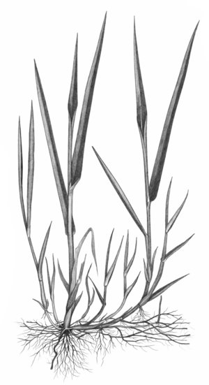 Agrostide stolonifère - Agrostis stolonifera | © ADCF