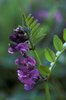 Veccia silvana - Vicia sepium | © e-pics A. Krebs