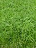 Längerdauernde Gras-Weissklee-Mischung für raigrasfähige Lagen, SM 440, ohne Knaulgras | © Agroscope