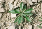 Piantaggine lanceolata - Plantago lanceolata. Foglie della rosetta basale completamente distese | © Agroscope