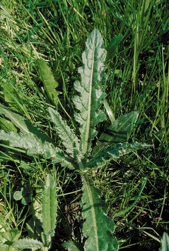 Acker-Kratzdistel - Cirsium arvense. Lockere Blattrosette | © Agroscope