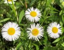 Einjähriges Berufkraut - Erigeron annuus | © E.Jörg _neophyt.ch