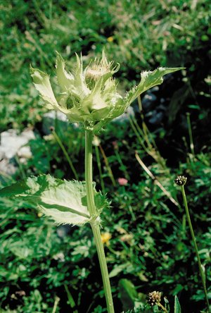 Kohldistel - Cirsium oleraceum | © Agroscope