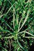 Salsifis des prés - Tragopogon pratensis. Rosette de feuilles | © Agroscope