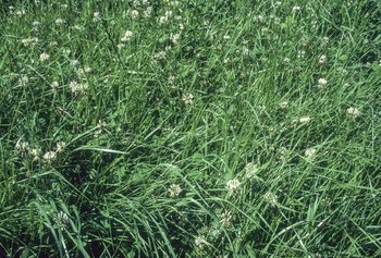 Miscela di lunga durata graminacee – trifoglio bianco per zone sfavorevoli allo sviluppo del loglio inglese, Mst 444 | © Agroscope