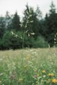 Wiesenschwingel - Festuca pratensis | © Agroscope