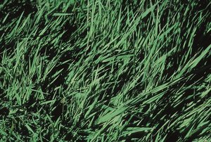 Agrostide stolonifère - Agrostis stolonifera | © Agroscope