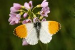 Cardamine des prés - Cardamine pratensis. Avec le papillon de l’aurore - Anthocharis cardamines | © e-pics A.Krebs