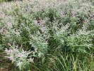 Rossminze. Eine Regulierung durch Schnitt ist jetzt zu spät. Muss VOR der Blüte erfolgen | © F.Steiner
