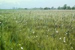 Ried mit Breitblättrigem Wollgras - Eriophorum latifolium und Schilf | © e-pics A.Krebs