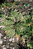 Borsa del pastore - Capsella bursa-pastoris. Foglie basali riunite in rosetta | © Agroscope
