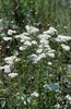 Achillea millefoglie - Achillea millefolium | © e-pics A. Krebs