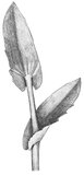 Geöhrt, stängelumfassend. Beispiel: Stängelumfassendes Täschelkraut - Thlapsi perfoliatum | © AGFF