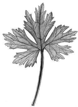 Renoncule âcre - Ranunculus acris, subsp. friesianus. Feuille entière, découpée | © ADCF