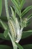 Esparsette - Onobrychis viciifolia. Raupe des Esparsetten-Widderchens - Zygaena carniolica |  © e-pics A.Krebs