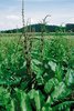I semi restano vitali nel terreno anche per 50 anni. Romice comune - Rumex obtusifolius | © Agroscope