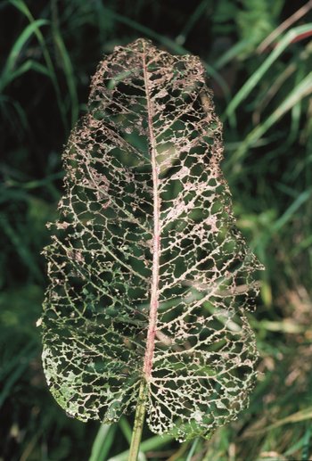 Wiesen-Blacke - Rumex obtusifolius. Frassbild der Raupen des Ampfer-Blattkäfers - Gastrophysa viridula | © Agroscope