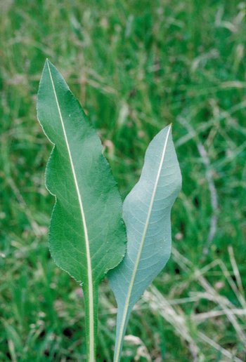 Wiesen-Knöterich - Polygonum bistorta. Grundblätter, Ober- und Unterseite | © Agroscope