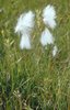 Schmalblättriges Wollgras - Eriophorum angustifolium | © e-pics M.Baltisberger