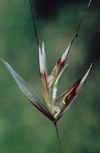 Faumhafer -  Helictotrichon pubescens, Ährchen mit 3 Grannen  | © e-pics M.Baltisberger