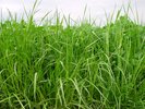 Miscela di lunga durata graminacee-trifoglio bianco per zone favo-revoli allo sviluppo del loglio inglese, Mst 440, senza erba mazzolina | © Agroscope