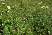 Prato a erba altissima situato in una zona umida e caratterizzato dalla presenza di cardo giallastro | © W.Dietl
