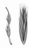 Chiendent - Elymus repens | © ADCF