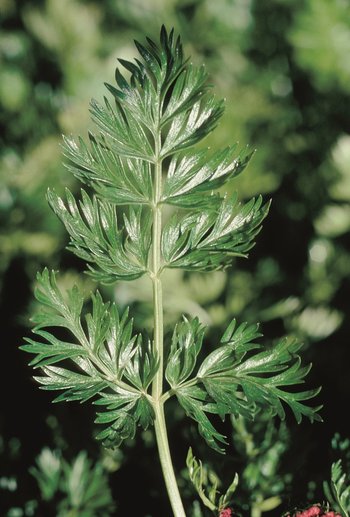 Muttern - Ligusticum mutellina. Fiederblätter sind gestielt | © Agroscope