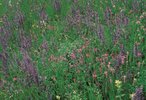 Salvia dei prati - Salvia pratensis | © Agroscope