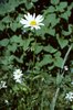 Margherita - Leucanthemum vulgare | © M. Baltisberger