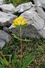 Alpen-Wundklee - Anthyllis vulneraria alpestris | © Agroscope