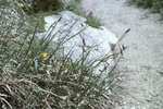 Schlaffe Segge - Carex flacca | © e-pics M.Baltisberger