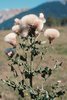 Cardo campestre - Cirsium arvense con semi ormai maturi | © Agroscope