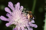 Feld-Witwenblume - Knautia arvensis. Mit Sandbiene - Andrena hattorfiana | © e-pics A.Krebs