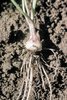 Ranuncolo bulboso - Ranunculus bulbosus. Radice bulbiforme | © Agroscope