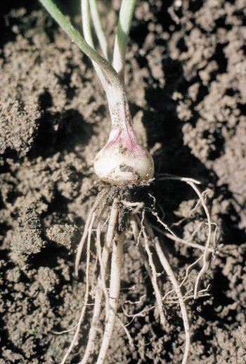 Knolliger Hahnenfuss - Ranunculus bulbosus. Sprossknolle | © Agroscope