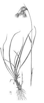 Breitblättriges Wollgras - Eriophorum latifolium | © AGFF